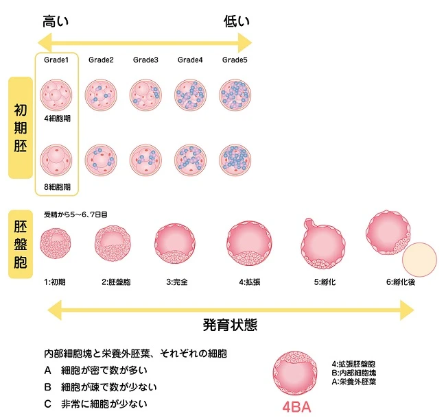 胚グレード表