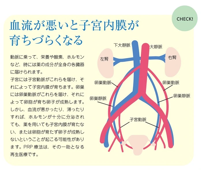 血流が悪いと子宮内膜が育ちにくくなる